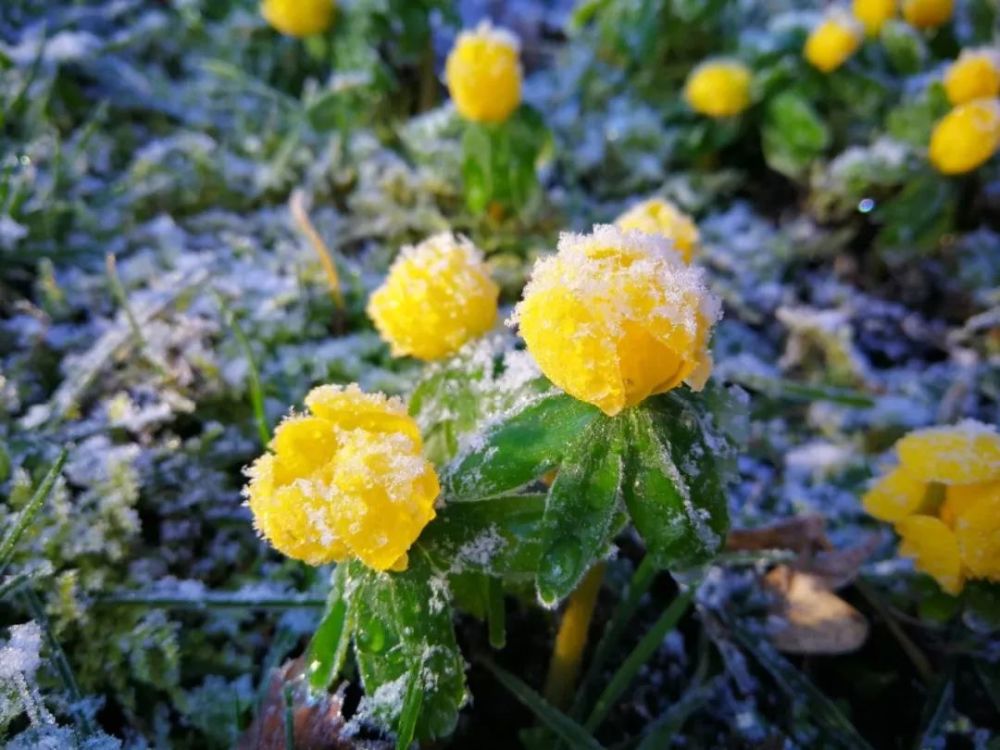 仅仅耐寒冻不死是不够的,这些花卉在冰天雪地中能够正常生长甚至傲然