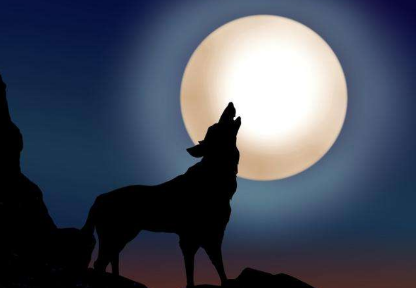 朝阳哥朗诵《一匹傲世独立的苍狼》|作者:西北苍狼