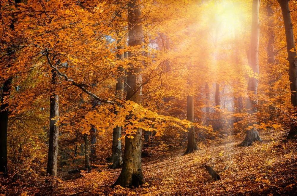 秋天清晨的阳光唯美句子,阳光明媚心情大好