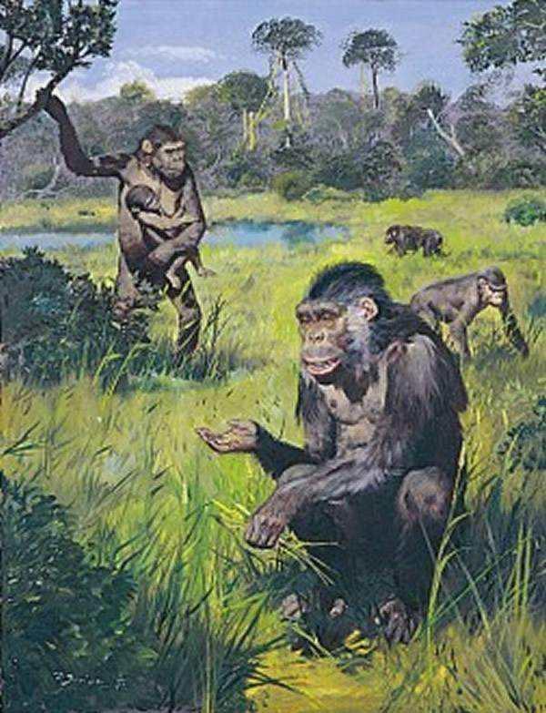 要知道最早的类人猿也只是存在于300万年前,现代人类是如何在如此短的