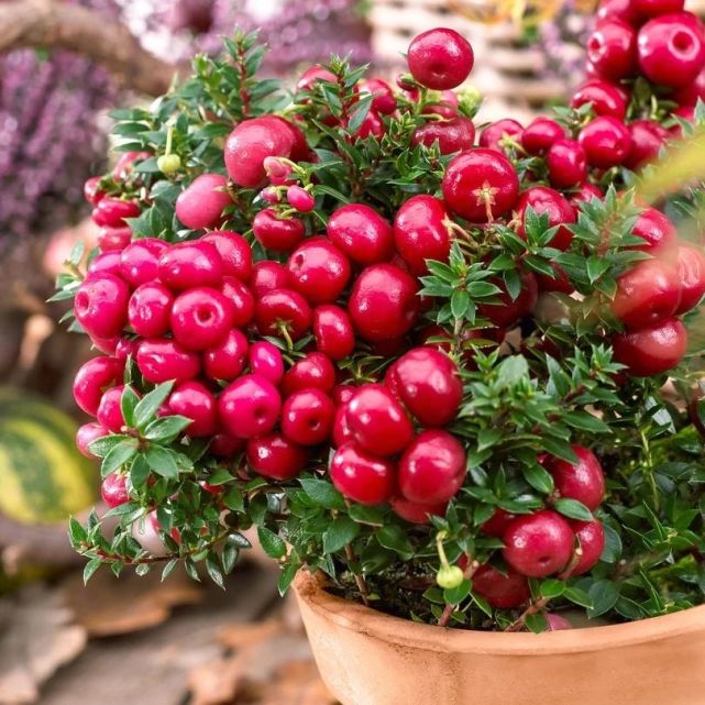 种观果植物,它的果实也有不同的颜色,包括常见的粉色,玫红色和白色等