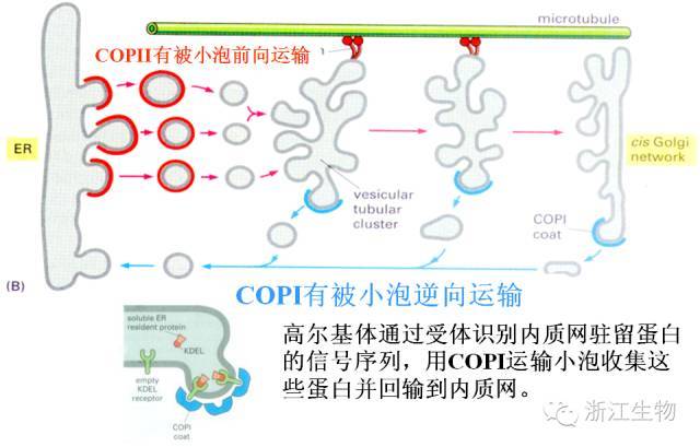 四,细胞内蛋白质的小泡运输 内质网与高尔基体之间的小泡运输