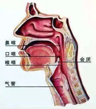 会厌是由会厌软骨和黏膜组成的喉头上前部的叶片状的结构.