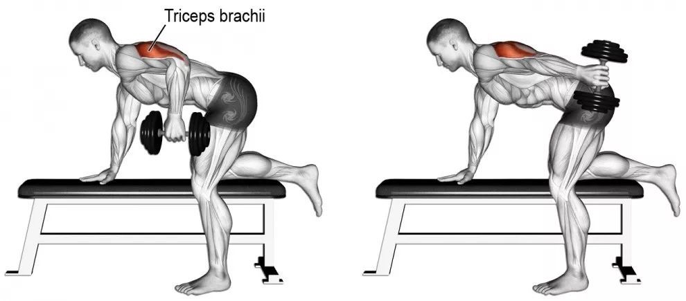 哑铃/杠铃肱三头肌臂屈伸 肱三头肌臂屈伸也是常用的训练动作,而且