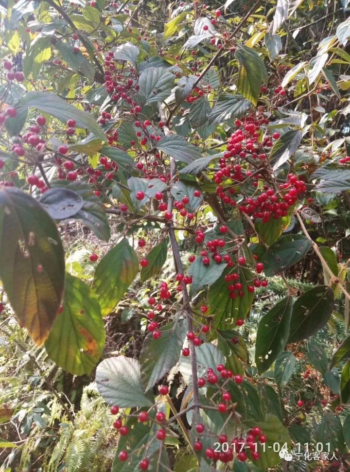 客家人秋天的味道,大山里的野果成熟了!