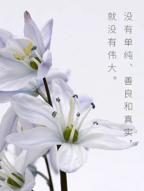 没有单纯,善良和真实,就没有伟大.早安,我的朋友们!
