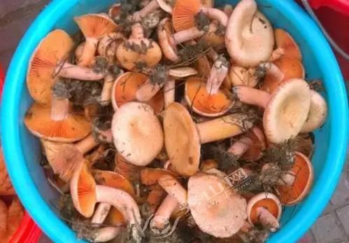 松乳菇,又名枞树菌,松树蘑,茅草菇等,虽然各地叫法不一,但它的营养