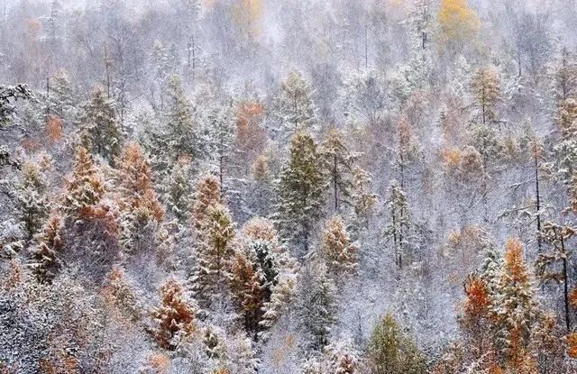 爱上内蒙古|当呼伦贝尔一下雪,才知道什么才是真正的林海雪原!