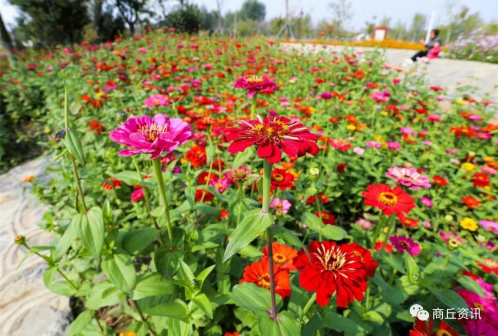 商丘汉梁公园 花海盛开