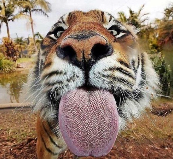 有趣的"猫"舌头,要是被老虎舔一下,会掉一层皮吗?