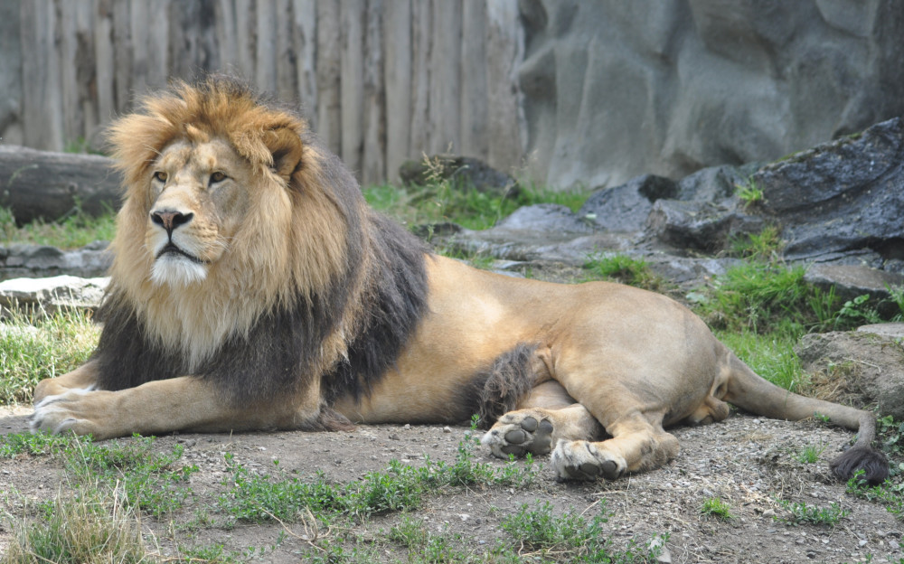 灭绝前的巴巴里狮,可能一直过着笼中生活,营养不良,骨骼畸形