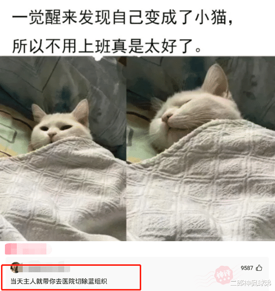 如果有一天一觉醒来,你发现自己变成了小猫,会有什么样的想法呢?