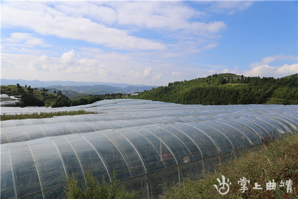 宣威市宝山镇:深秋又见草莓红