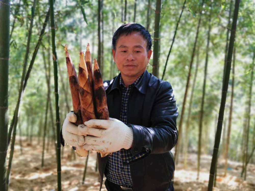 美味大有来头!"奉化雷笋"成功注册地理标志证明商标