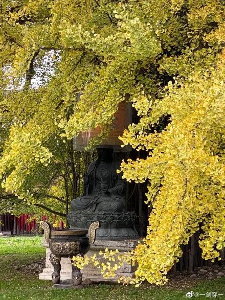 多图实拍!西安古观音禅寺银杏已开始变黄