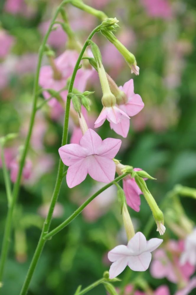 不怕黑的小公举—花烟草|花色艳丽 超长花期,谁都无法