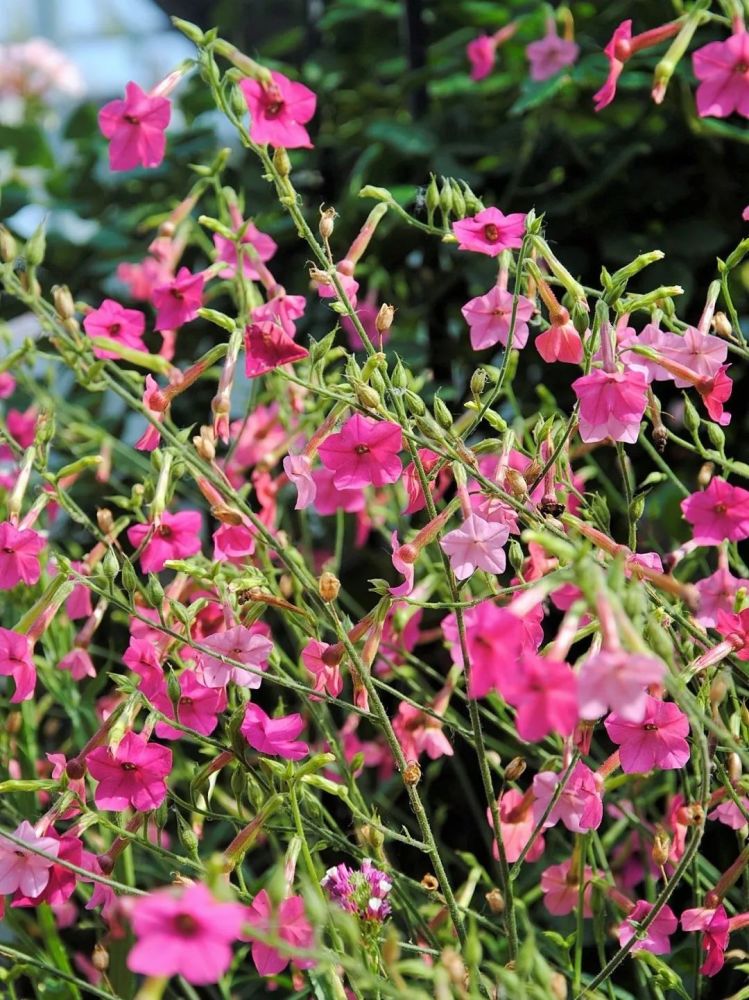 不怕黑的小公举—花烟草|花色艳丽 超长花期,谁都无法