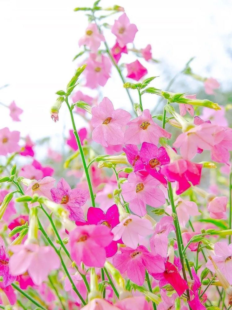 不怕黑的小公举—花烟草|花色艳丽 超长花期,谁都无法