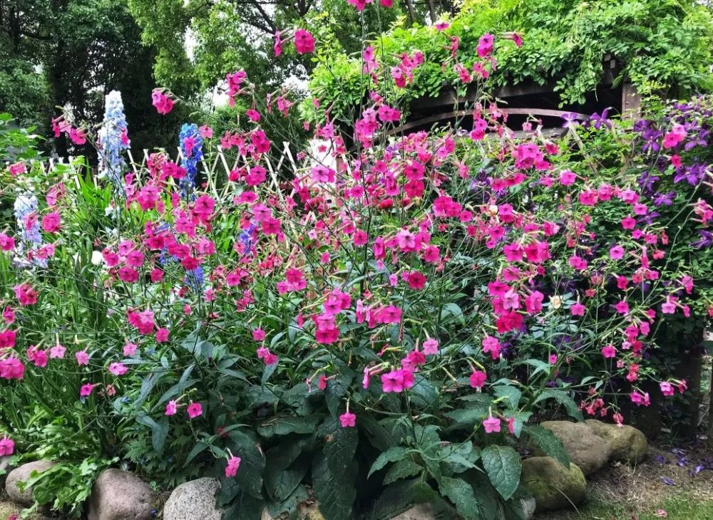 不怕黑的小公举—花烟草|花色艳丽 超长花期,谁都无法