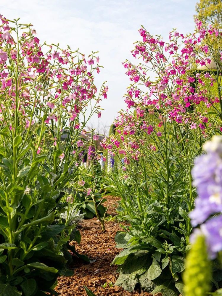 不怕黑的小公举—花烟草|花色艳丽 超长花期,谁都无法抗拒!