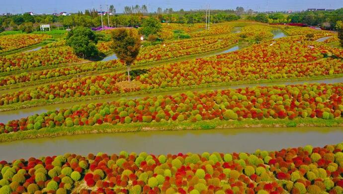 上海"最萌"植物进入观赏期,20万株矮胖"地肤草"等你来