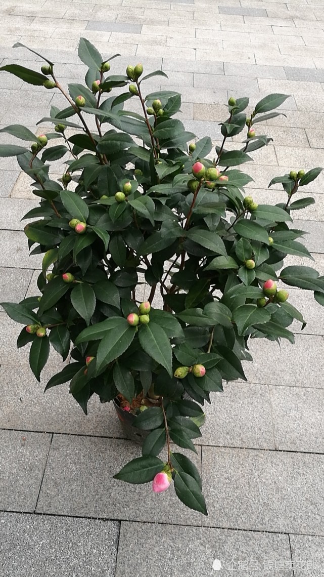 推荐4款耐寒的木本开花植物,让自家的花园冬天也繁花似锦