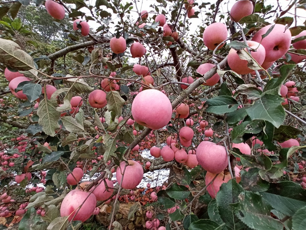 沂蒙山腹地,蒙阴县的红富士苹果上市了