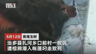 不仅仅是上海，今年国内发生多起熊吃人事件