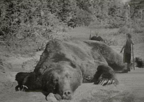 不仅仅是上海，今年国内发生多起熊吃人事件