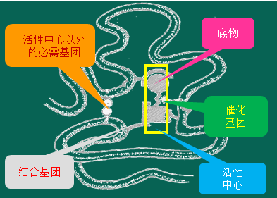 活性中心外的必需集团:在活性中心外的区域,还有一些不与底物直接作用