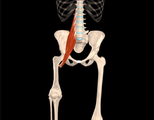 【干货】腰大肌的功能解剖动图