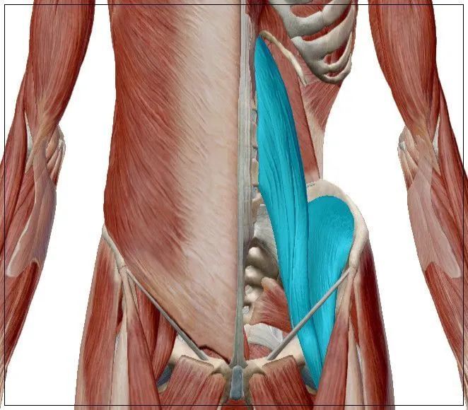 腰大肌的功能解剖动图,人体关键部位,人人都需要了解