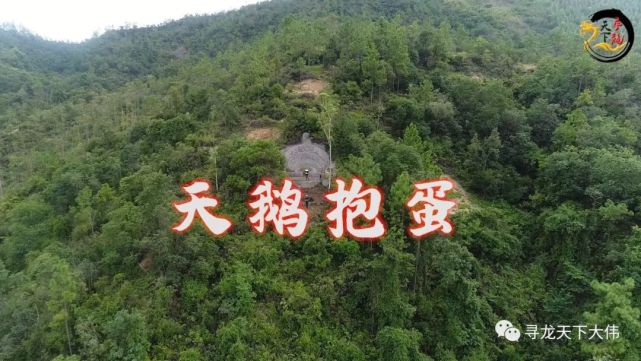 寻龙天下大伟航拍 新会天鹅抱蛋
