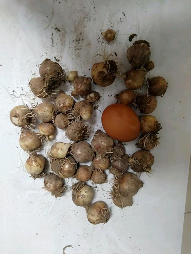 葡萄风信子的种球