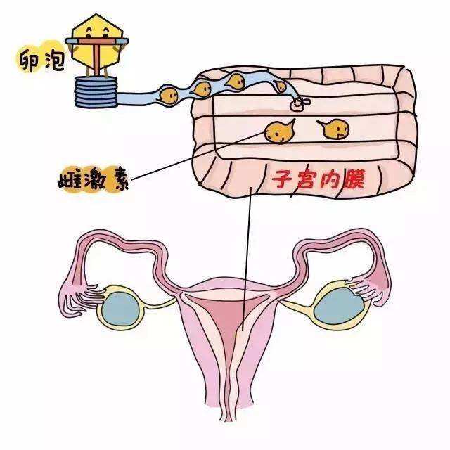 子宫内膜是胚胎着床的地方,子宫内膜如果状态优良,血流丰富且细胞分裂