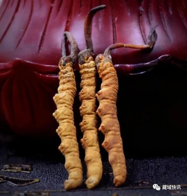 冠心病人可以吃冬虫夏草吗?虫夏草对冠心病人有什么功效和作用