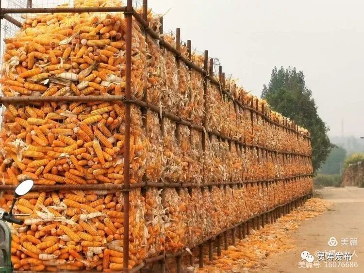 金秋十月五谷香,欢歌笑语满粮仓. 又是一年丰收季,乐乐呵呵收粮忙.