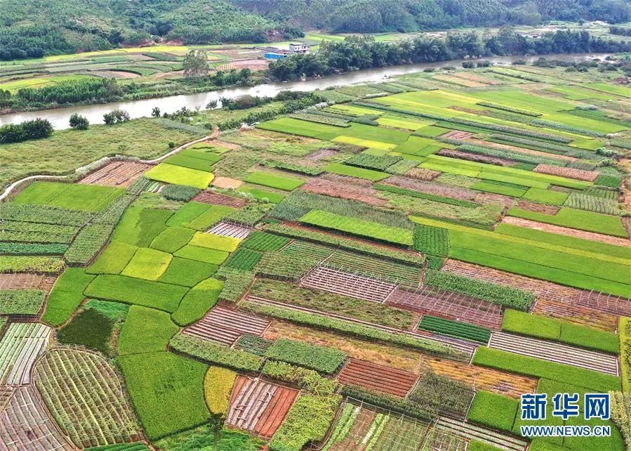 金秋时节,广西南宁市良庆区那马镇条块分明的农田绿意盎然,景色如画.