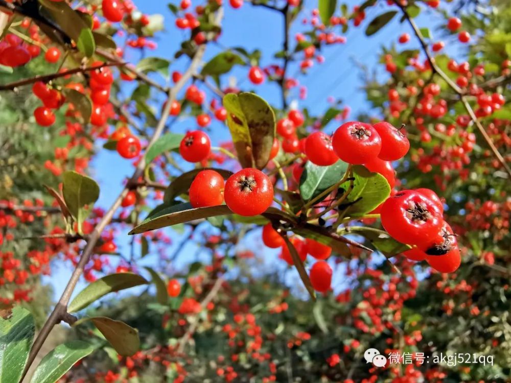 串串灯笼枝上红,蓬蓬绿叶透晶莹,漂亮的火棘果美丽的秋天美景随拍!