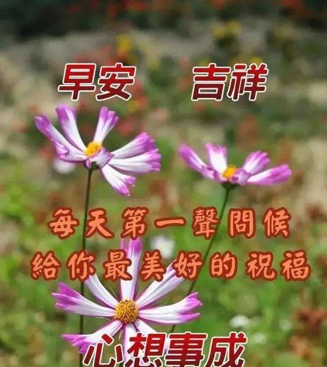 清晨最新早上好祝福问候语短信,微信早安问候朋友的鲜花祝福图片
