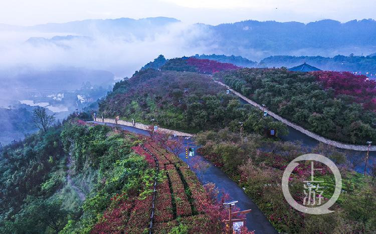 《雾漫多彩植物园》组照三 冯亚宏 摄于巴南区南彭水竹村南湖多彩植物