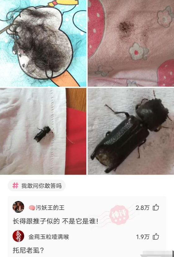 "一觉醒来发现自己被剪发了……这到底是什么虫子?"哈哈哈托尼老虱?