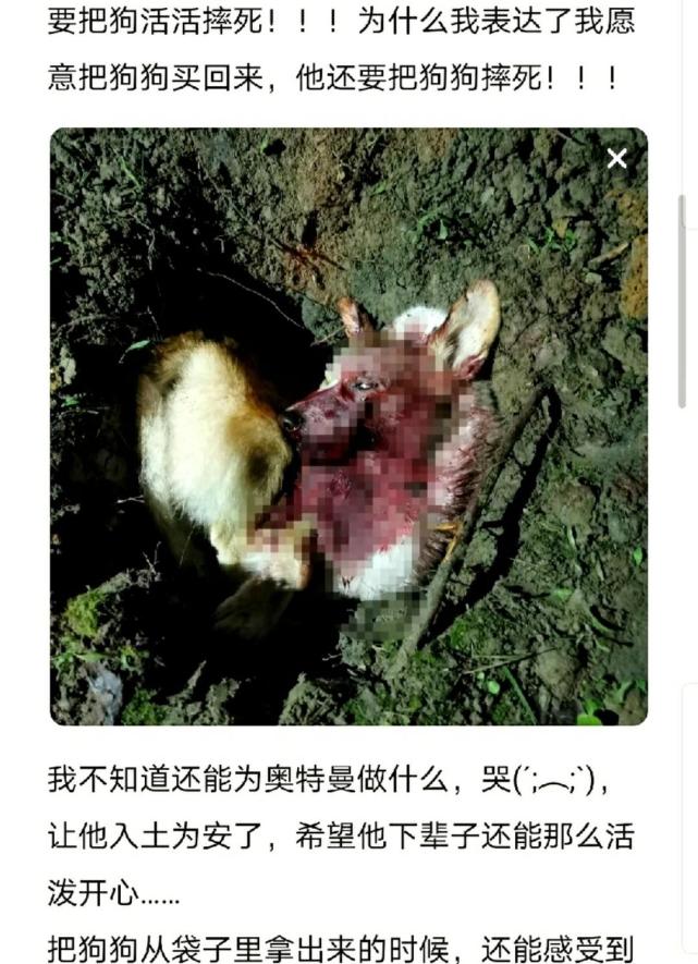 爱犬被偷后在闲鱼上甩卖 女子称找到买狗人 买家却将狗当场摔死