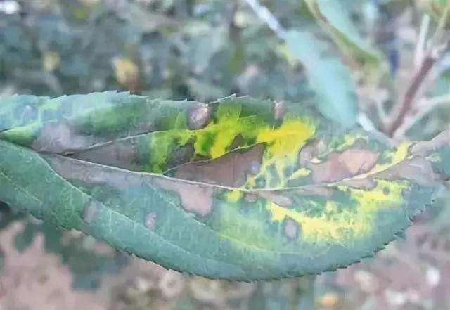 苹果炭疽叶枯病危害加剧认清发病规律综合防控很有效