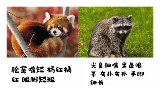 小熊猫和小浣熊,傻傻分不清楚!还导致了一场互联网"干脆面"之争