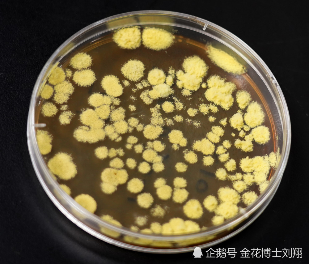培养皿中的金花菌