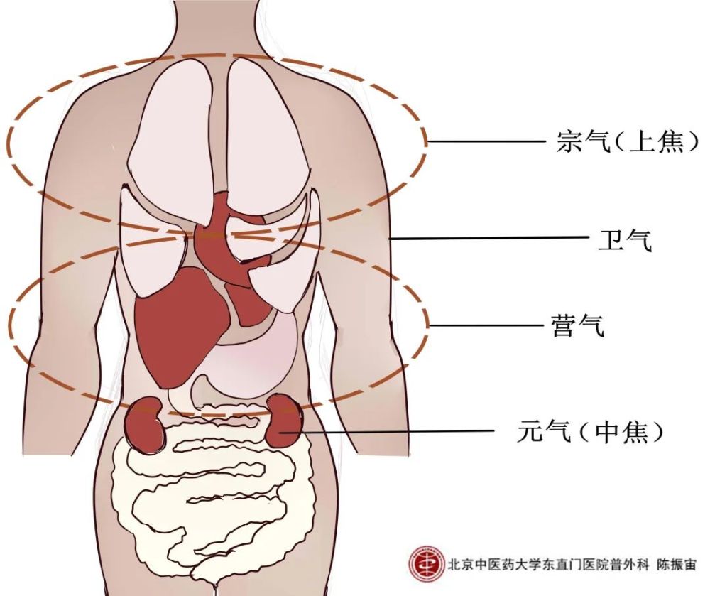 手术会大伤元气那是老黄历了手术能伤到的其实是这种气