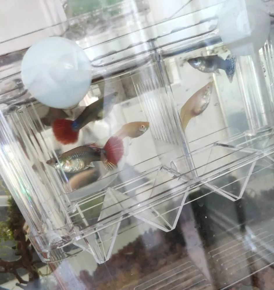 孔雀鱼临产,铲屎官的饲养手册