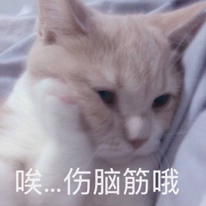 猫猫表情包:看起来大脑一片空白,实际上大脑真的一片空白