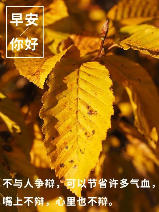 你好早安心语早安心语一句话